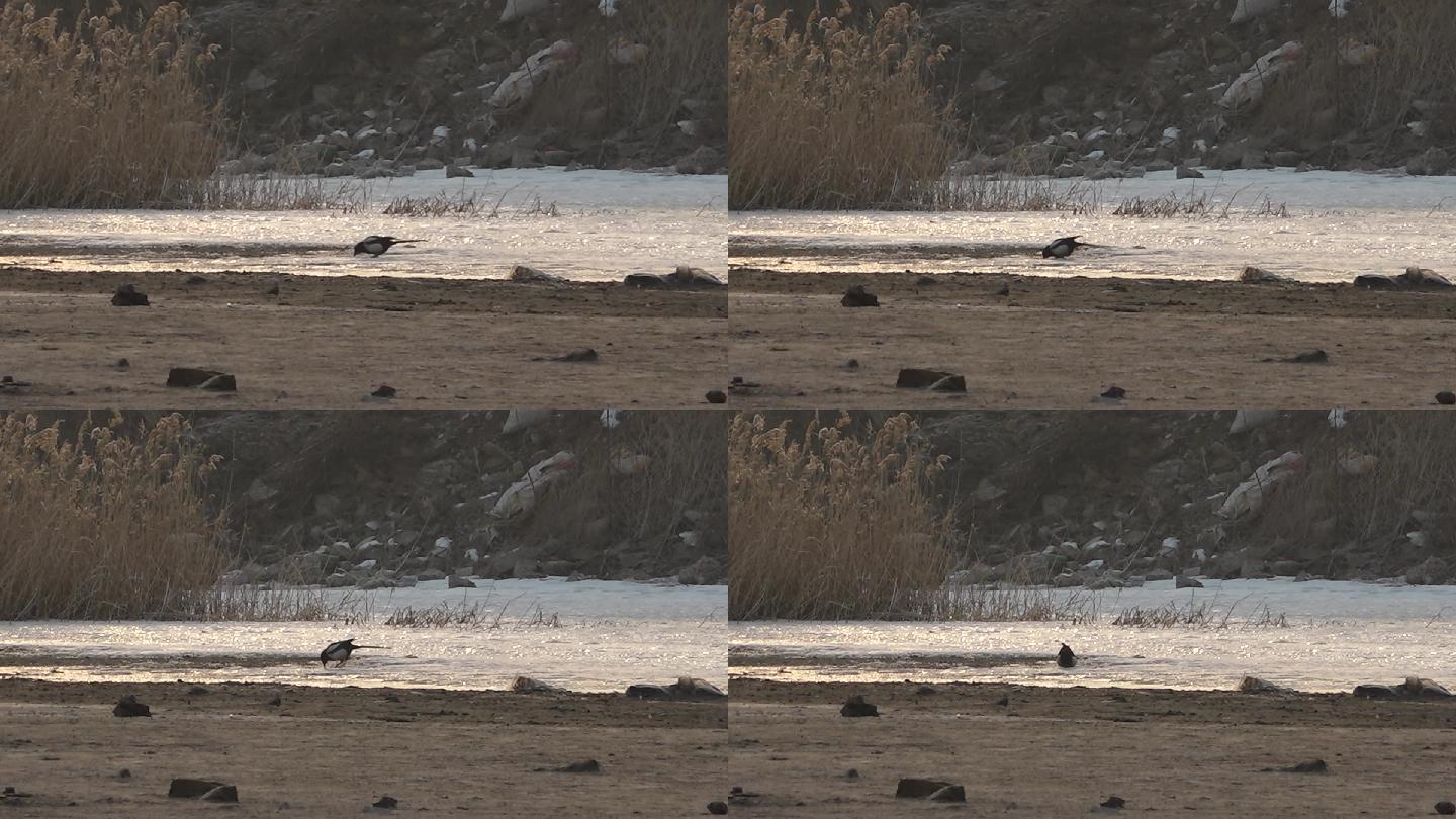 原创视频素材 冰面上觅食的喜鹊