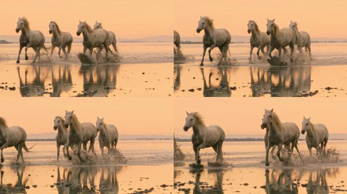 日落时在海滩上奔驰的马