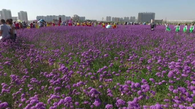 甘肃金昌市旅游全国文明城市花海 紫金苑