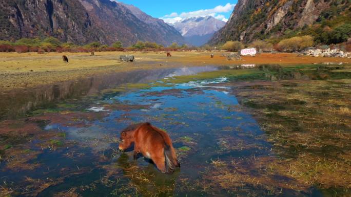 西藏巴松措湿地牧场河流森林秋天景象