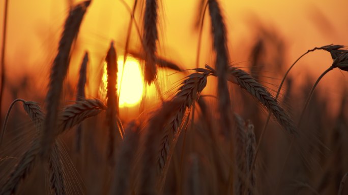 日落时农田里的小麦穗