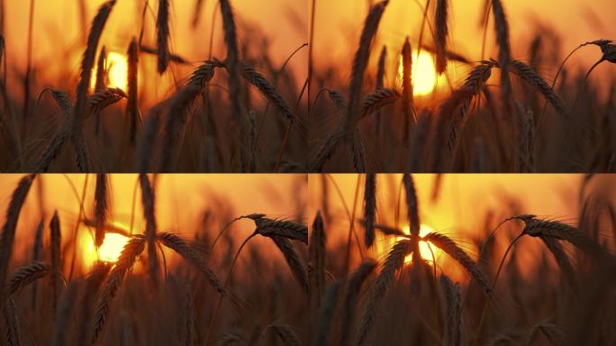 日落时农田里的小麦穗