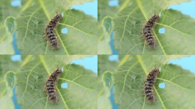 吃树叶的小毛毛虫微观世界记录纪实动物虫类