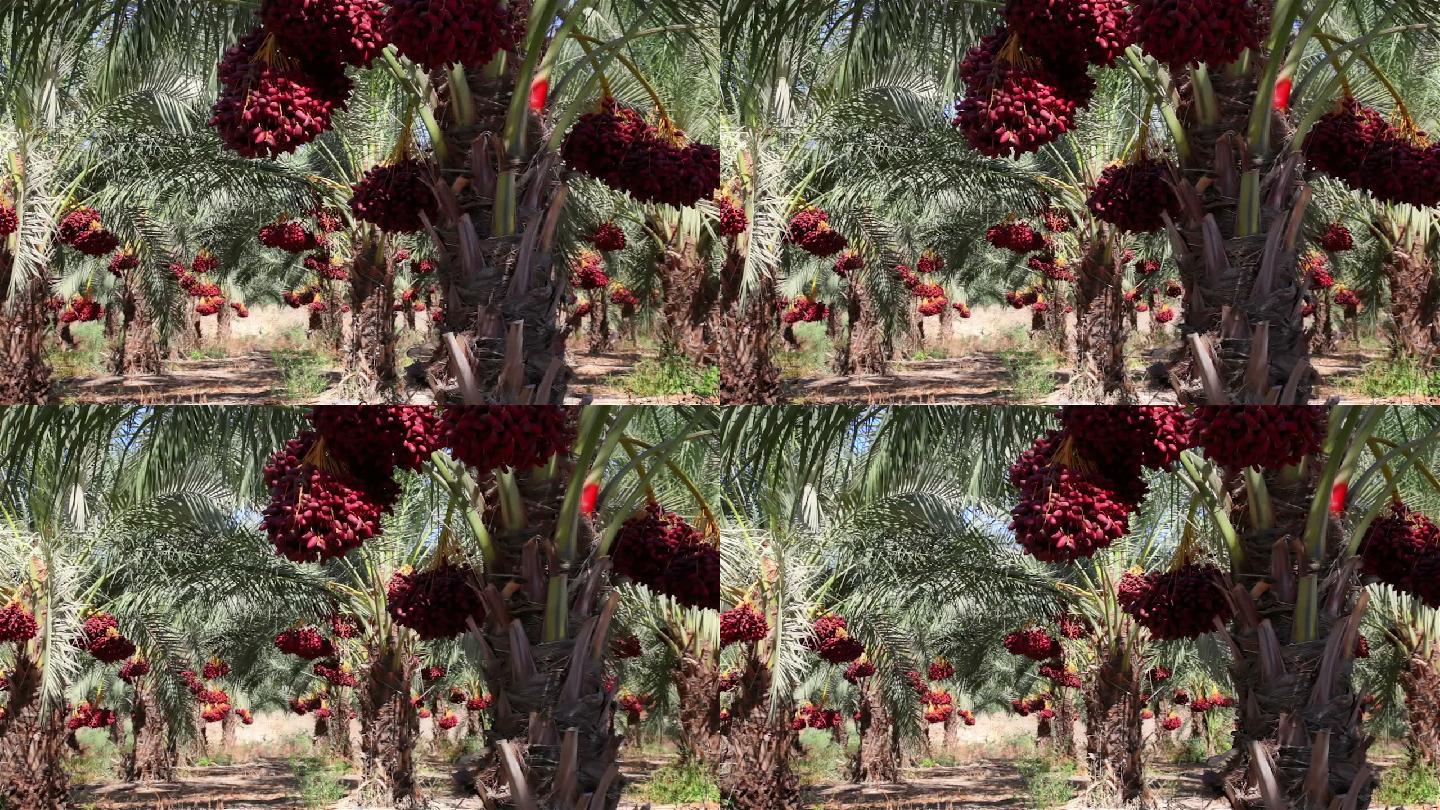 枣园棕榈树视频素材