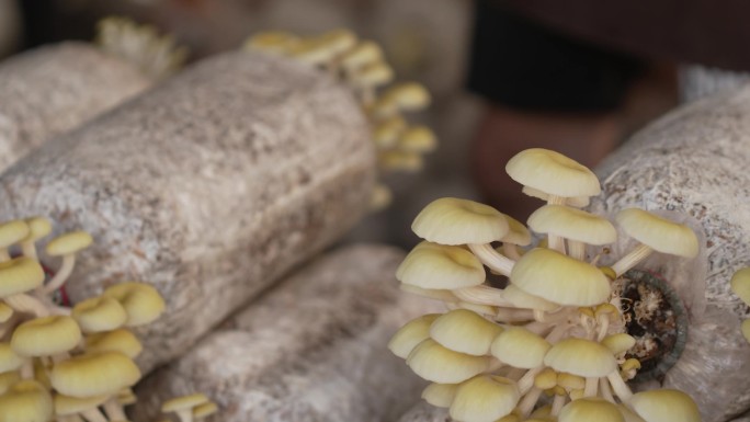 食用菌蘑菇种植 助农增收