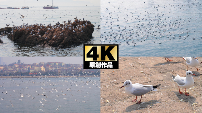 海鸥4K实拍