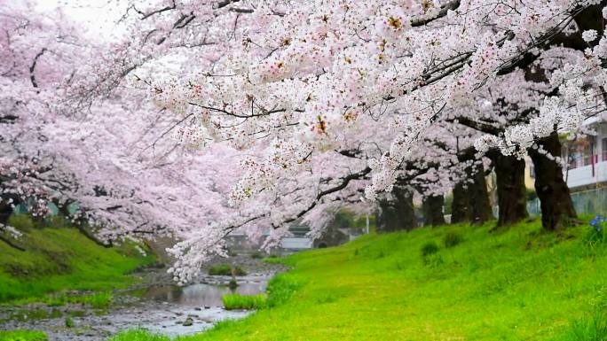 日本东京大川公园美丽的樱花