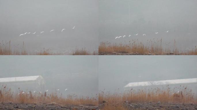 原创视频素材空中飞翔的天鹅