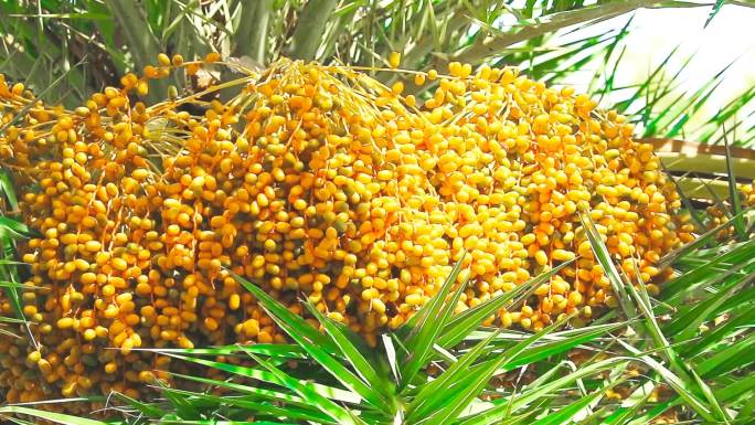 棕榈树种植金色水果热带盛夏