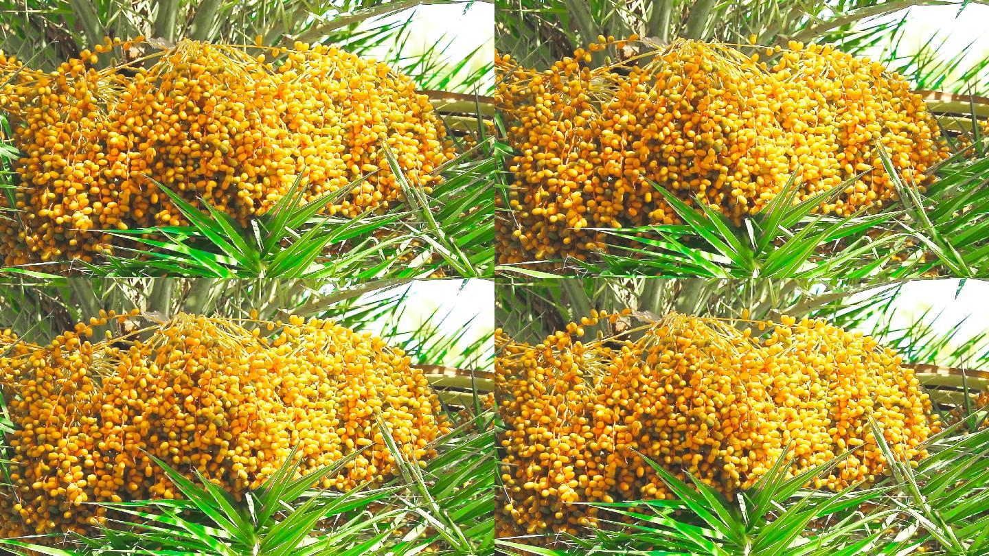 棕榈树种植金色水果热带盛夏