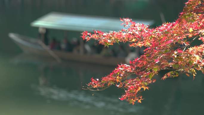 湖上的游客划船船家小船秋季枫叶红枫唯美湖