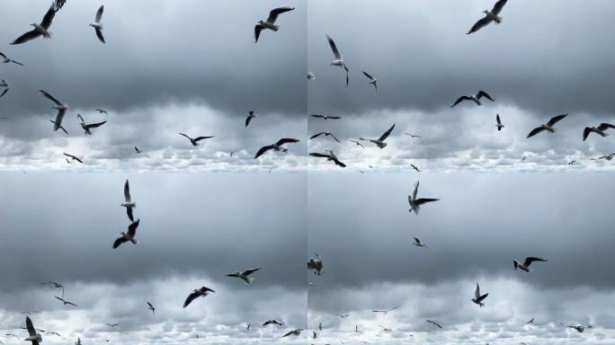 海鸥飞行的慢动作升格飞鸟展翅遨游