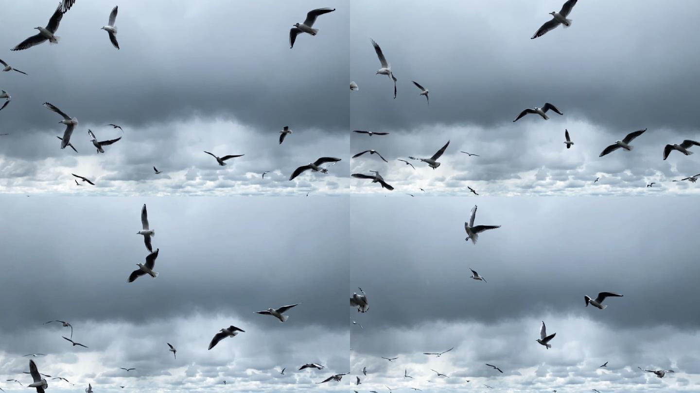 海鸥飞行的慢动作升格飞鸟展翅遨游