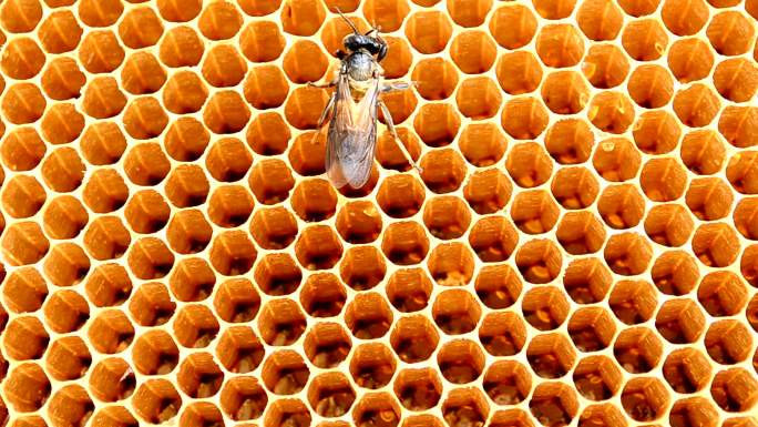 蜜蜂在蜂窝上