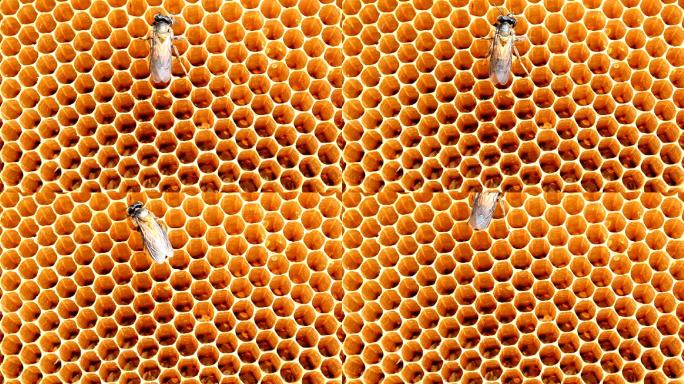 蜜蜂在蜂窝上