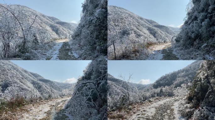 乡村气息：漫天大雪之后美丽雾凇冰羽晶莹2