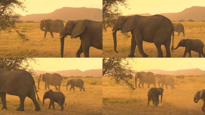 大象家庭穿过尘土飞扬的干旱草原