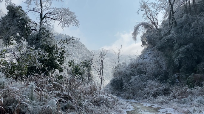 乡村气息：漫天大雪之后美丽雾凇冰羽晶莹3