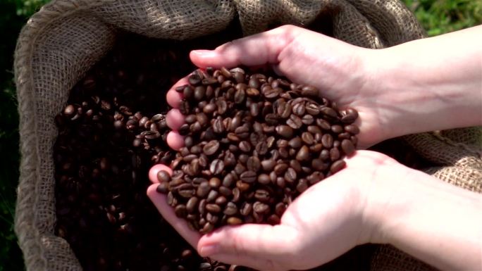 农民检查咖啡豆咖啡豆手捧咖啡豆咖啡豆原产
