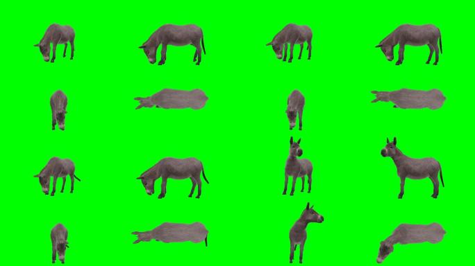 驴在绿屏中驴四视图绿幕抠像合成背景