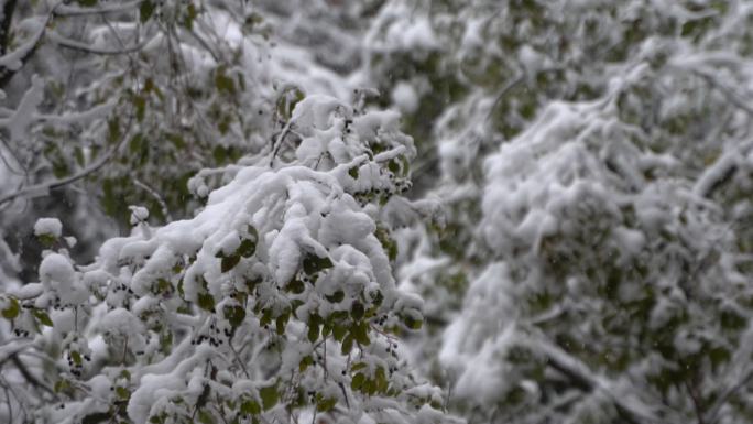 下雪的空镜，下雪的场景