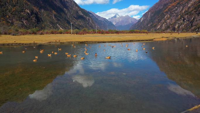 西藏林芝湿地和候鸟