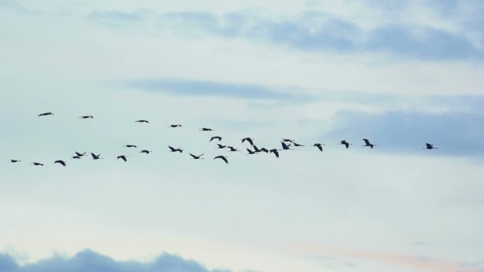 在夕阳中飞翔的鹤晴朗的天空度假旅行天空海
