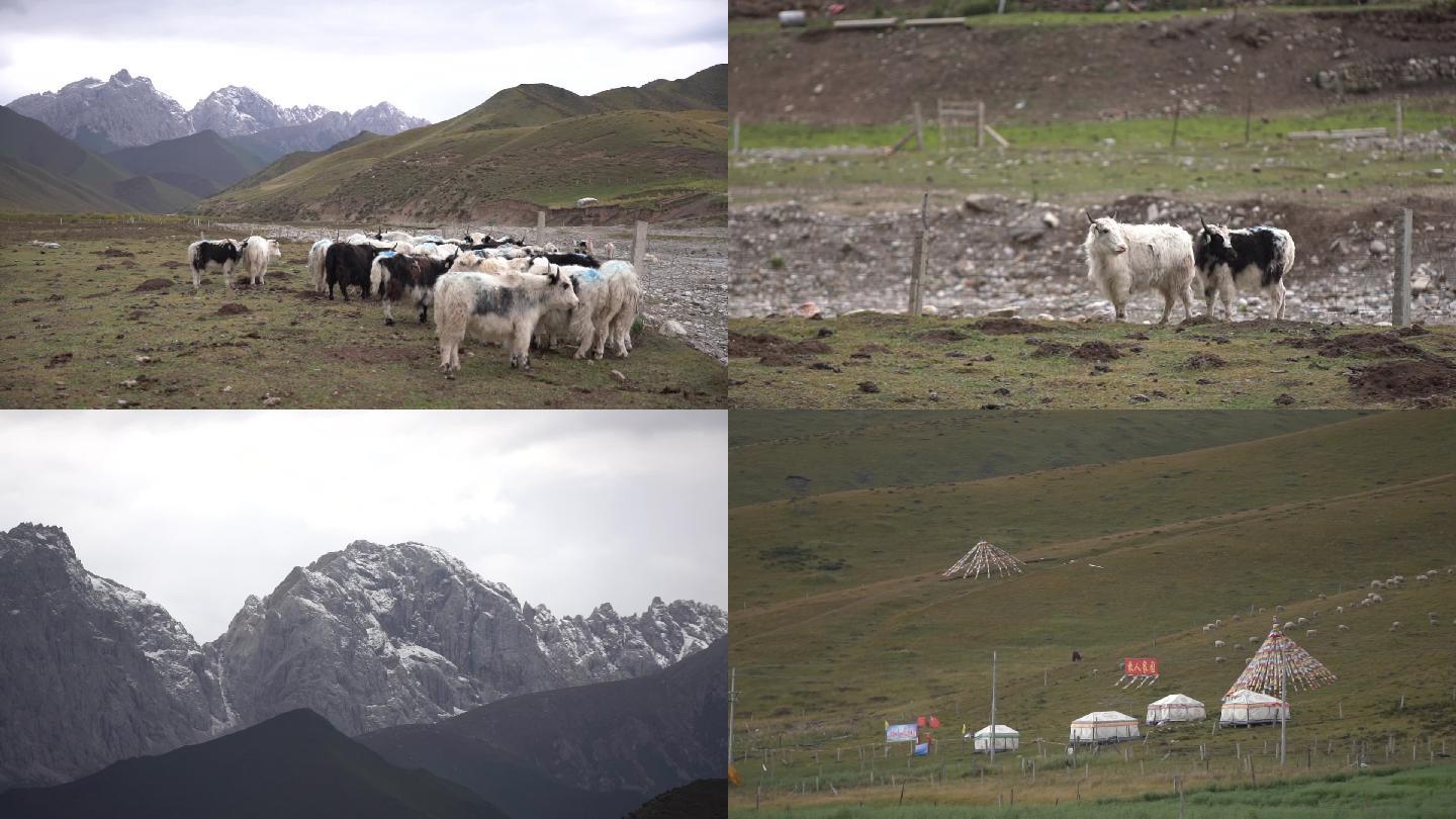 甘肃山区 羊群 牛群 雪山 牦牛群蒙古包