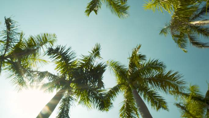 棕榈树南洋杉仰拍蓝天