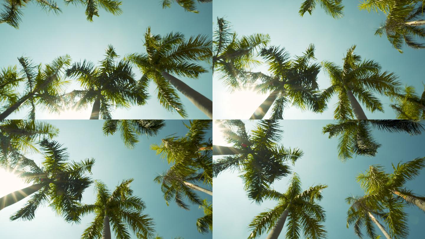 棕榈树南洋杉仰拍蓝天