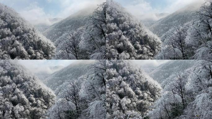 乡村气息：漫天大雪之后美丽雾凇冰羽晶莹9