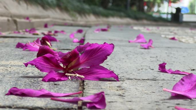 小路上鲜花紫荆花红花羊蹄甲花落满地