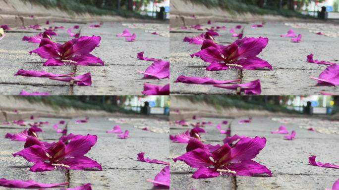小路上鲜花紫荆花红花羊蹄甲花落满地