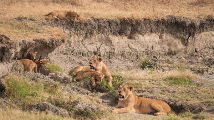 狮群狮子老虎通用素材视频v动物