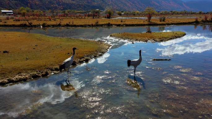 西藏林芝巴松措的峡谷湿地和候鸟