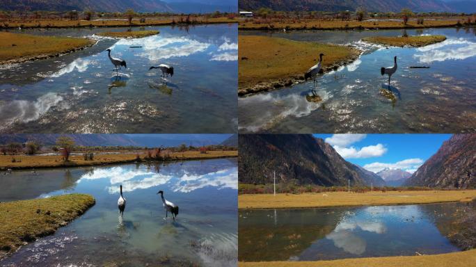西藏林芝巴松措的峡谷湿地和候鸟