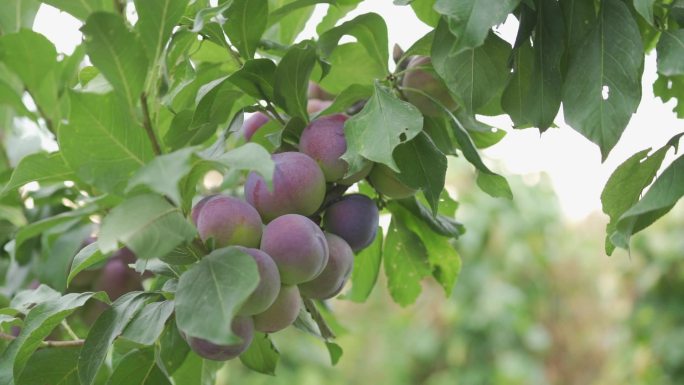 新疆农业夏天的水果