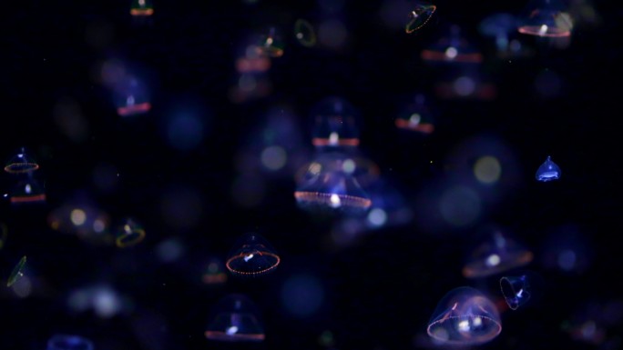 海洋中的一群伞形水母