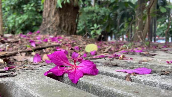 小路上鲜花红花羊蹄甲花落满地