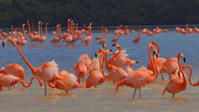 湖面上美丽的粉红色火烈鸟