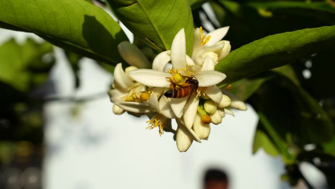 蜜蜂在花蕾上蜜蜂采蜜特写空镜头空境通用素