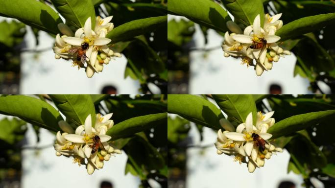 蜜蜂在花蕾上蜜蜂采蜜特写空镜头空境通用素