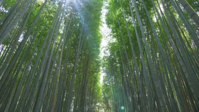 竹林，日本京都旅游