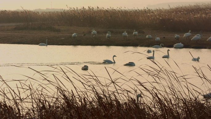 2k 湿地公园里戏水觅食的天鹅