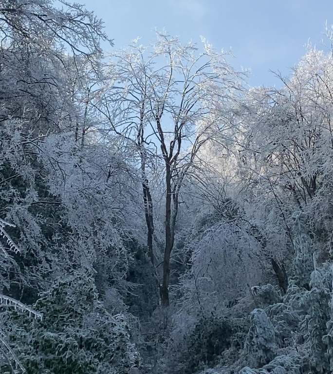 乡村气息：漫天大雪之后美丽雾凇冰羽晶莹3