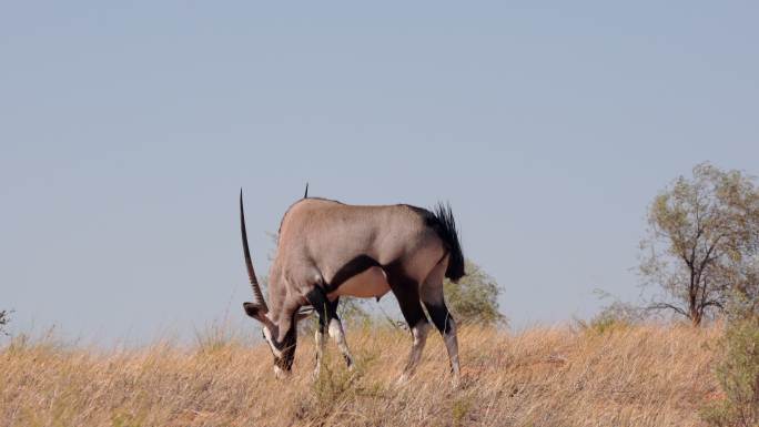 大羚羊野生动物自然保护区