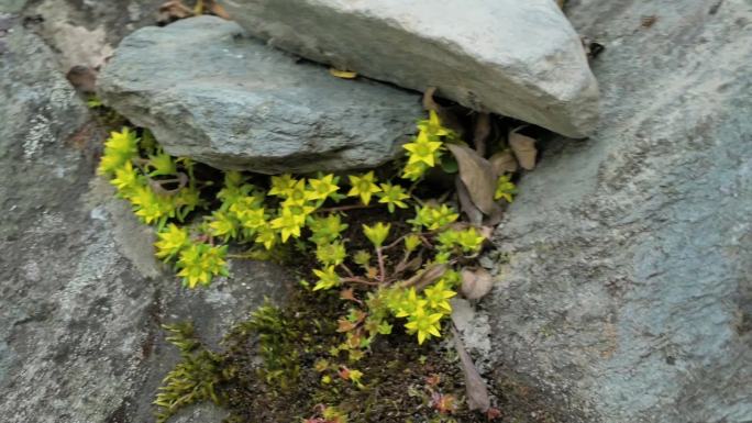 石头夹缝中小草