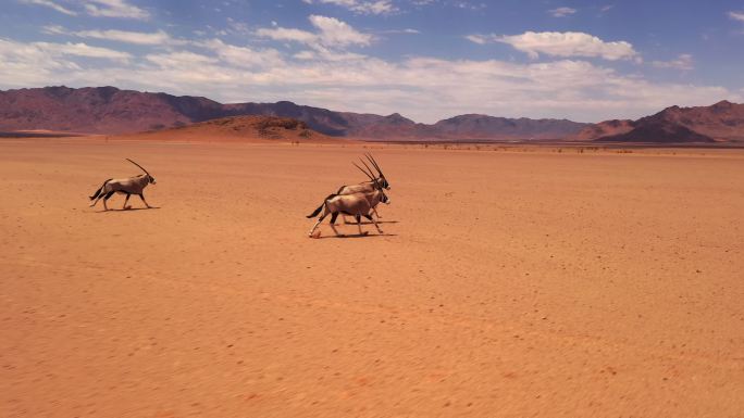 阳光灿烂的沙漠中奔跑动物