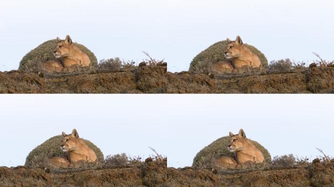 美洲狮在岩石上休息