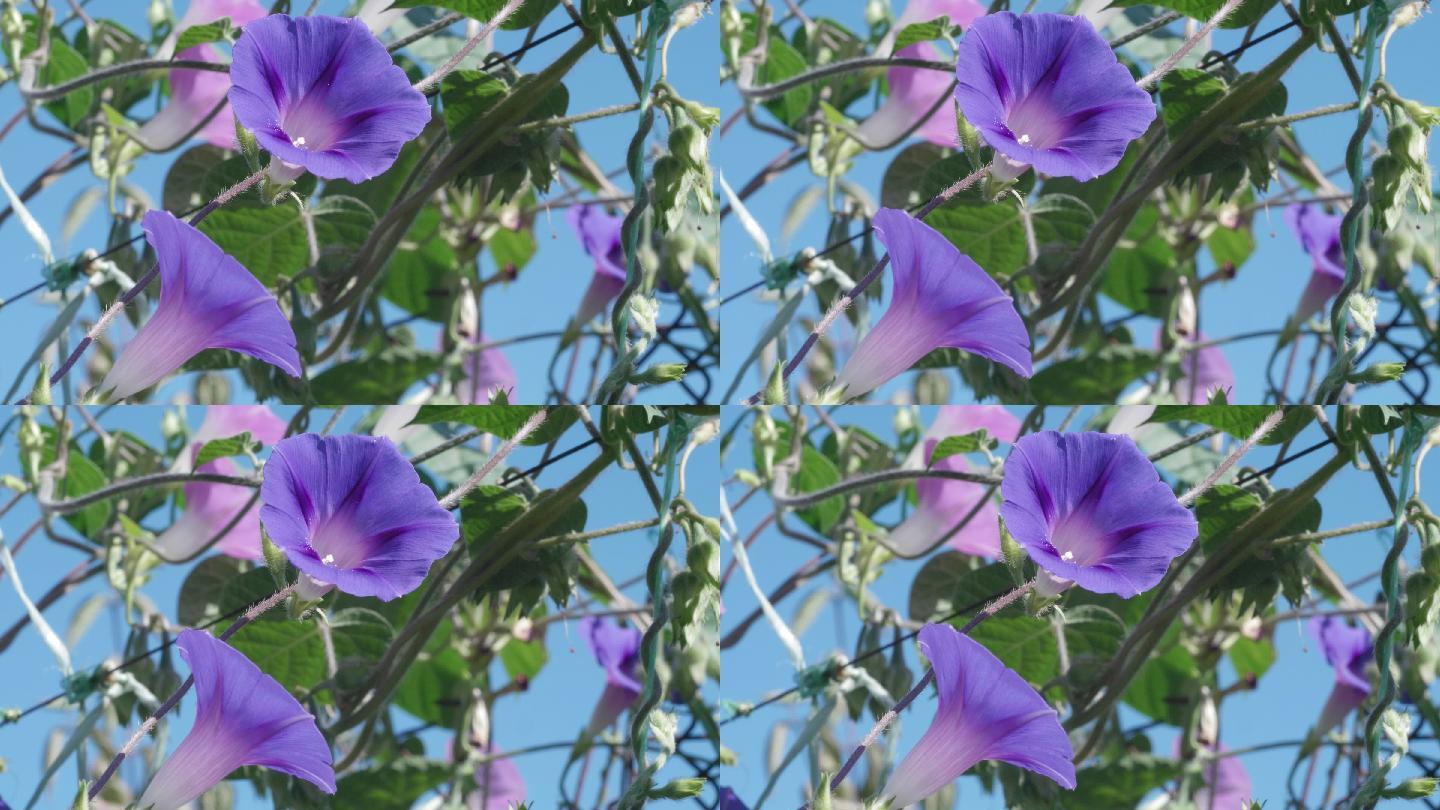 牵牛花紫色的花朵唯美天气晴朗